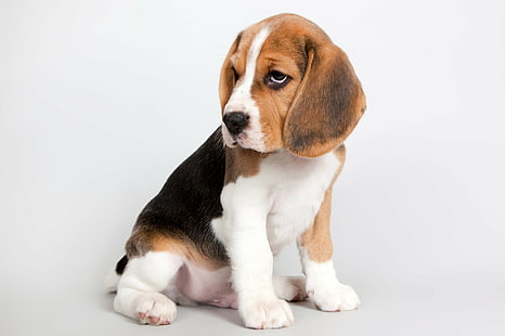 Cães, Beagle, Animal de bebê, Bonito, Cão, Animal de estimação, Filhote de cachorro, HD papel de parede HD wallpaper