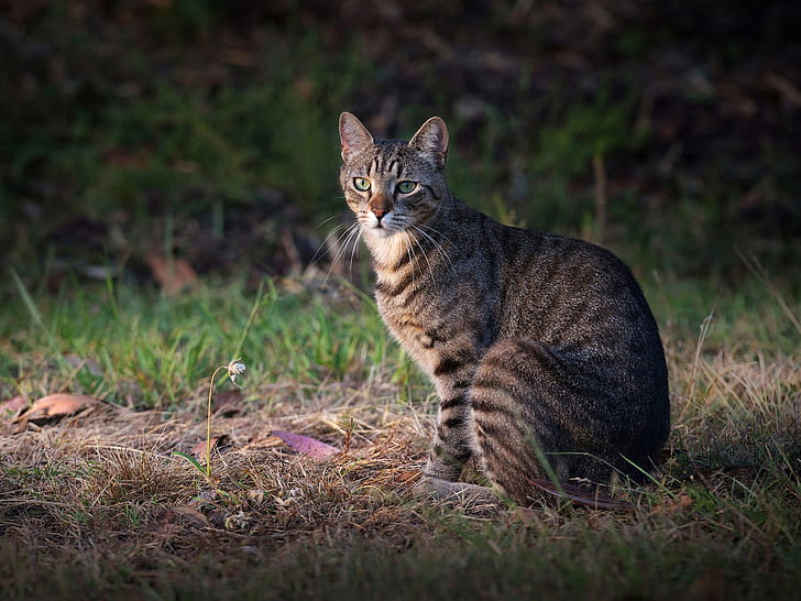 แมวสีเทาหญ้ายืนสีเทาแมวหญ้ายืน, วอลล์เปเปอร์ HD