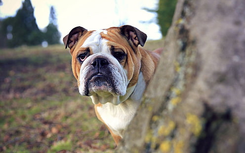 yetişkin tan ve beyaz İngilizce bulldog, köpek, ağaç, dikkat et, bak, HD masaüstü duvar kağıdı HD wallpaper