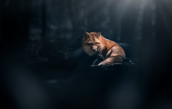 Fox, forest, dark theme, majestic, predator, wild, Animal, HD wallpaper |  Wallpaperbetter
