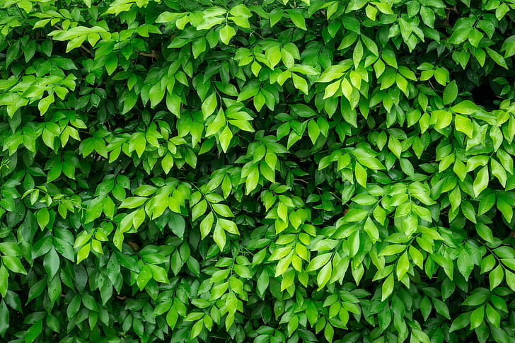 summer, leaves, Bush, Nature, HD wallpaper