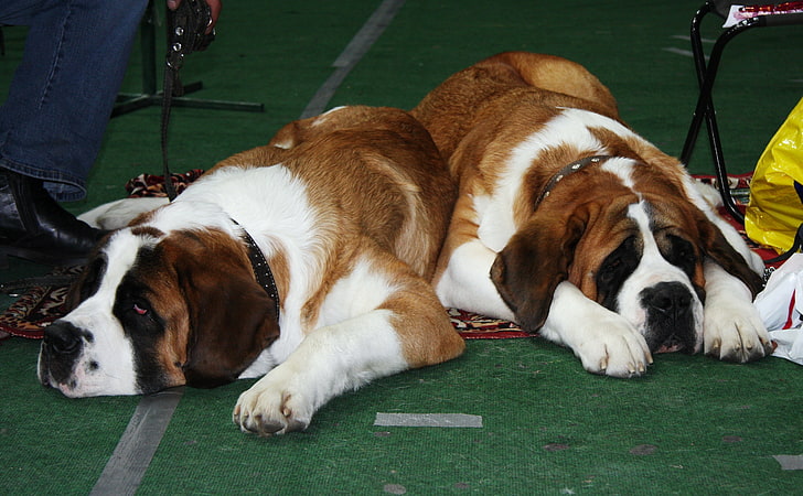 two short-coated brown-and-white dogs, st bernards, dogs, muzzle, waiting, lying, HD wallpaper