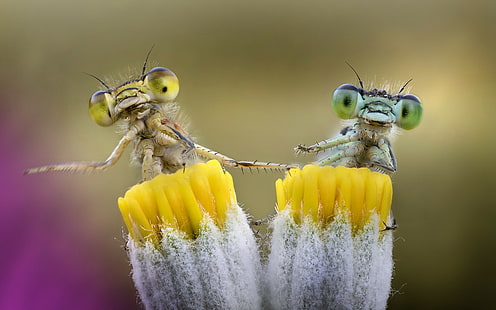 Insekten, Hintergrund, Insekten, Natur, HD-Hintergrundbild HD wallpaper