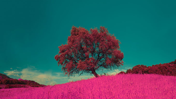 Pink flowers, meadow, HD wallpaper
