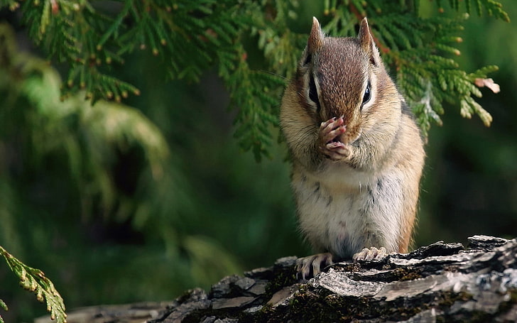 Nahaufnahmefotografie des braunen und weißen Eichhörnchens, Streifenhörnchen, Niederlassungen, Bäume, sitzen, HD-Hintergrundbild