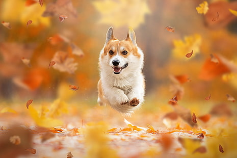 есен, листа, настроение, скок, куче, полет, разходка, боке, кученце, уелски корги, Светлана Писарева, HD тапет HD wallpaper
