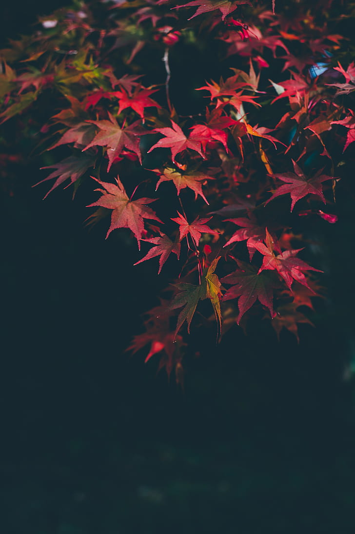 Leaves, autumn, blur, branches, autumn colors, HD wallpaper |  Wallpaperbetter