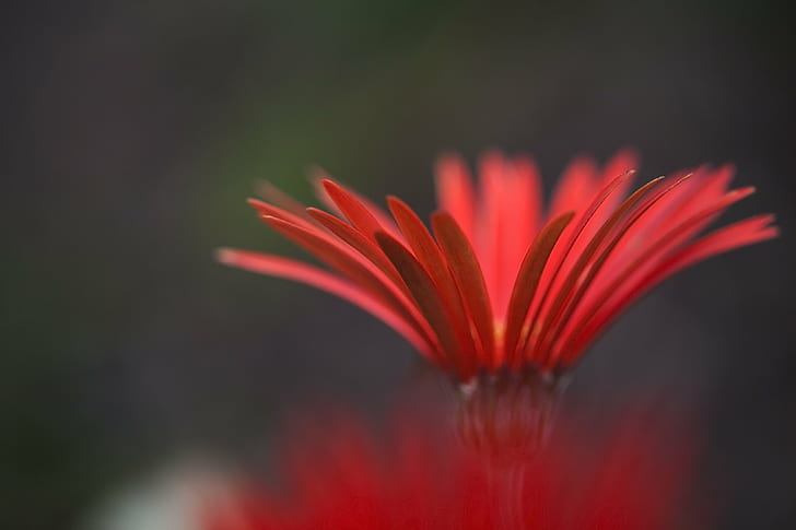 selektywna fotografia ostrości czerwonego kwiatu Daisy, selektywna ostrość, fotografia, kwiat, Eos, Canon 5D, Mk II, natura, roślina, płatek, zbliżenie, Tapety HD