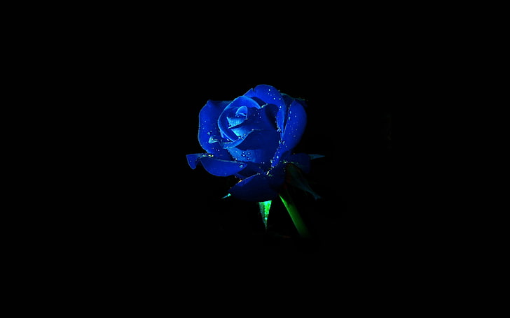 blue, rose, dark, flower, nature, HD wallpaper