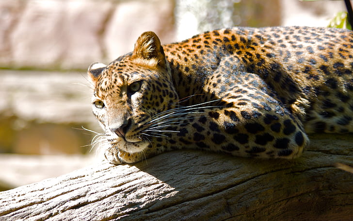 Lazing Leopard, animals, brown, canon, canoneos500d, cats, fuengirolazoo, leopards, photography, spain, HD wallpaper