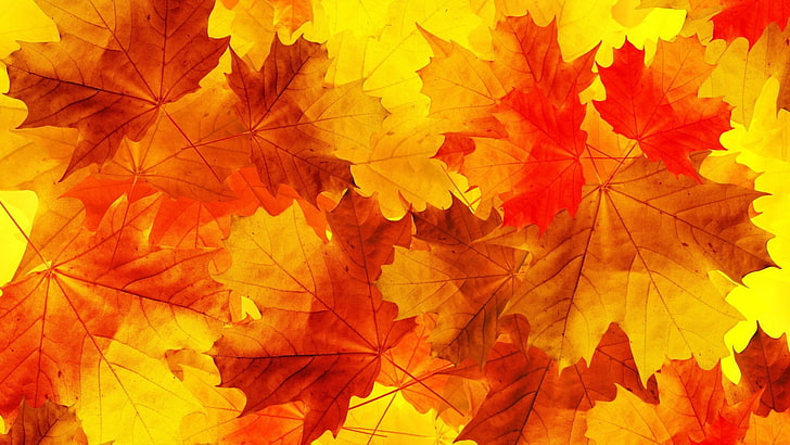 brązowe liście klonu, natura, liście, minimalizm, jesień, pomarańczowy, żółty, tekstura, makro, Tapety HD