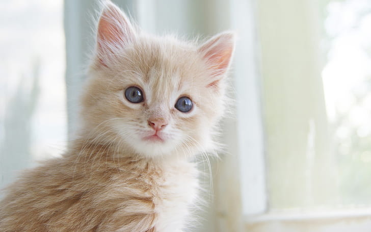 Cute kitten close-up, cat's whiskers, eyes, facial expressions, Cute, Kitten, Cat, Whiskers, Facial, Expressions, HD wallpaper
