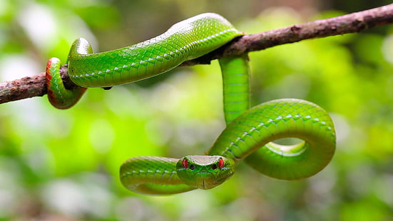 рептилия, змея, макро фотография, змея, живая природа, HD обои HD wallpaper