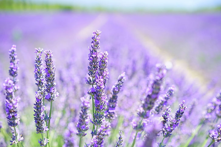 agriculture, aroma, aromatic, bed, blooming lavender, blue, botany, cottage garden, crop, decorative, dunkellia, flora, floral, flower meadow, flowering, flowers, fragrance, fragrant, french, garden, garden flowers, HD wallpaper