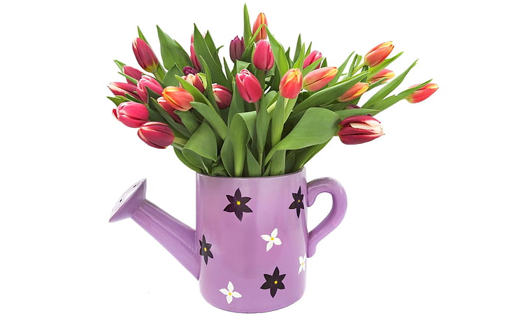 ピンクと赤のチューリップと紫の花の水まき缶、チューリップ、花、花束、水まき、春、白の背景、 HDデスクトップの壁紙