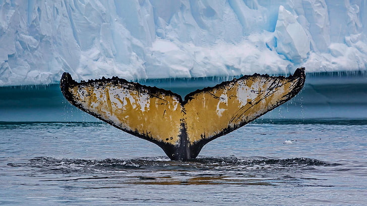 brązowo-czarne drewniane dekoracje ścienne, natura, zwierzęta, płetwa, wieloryb, morze, góra lodowa, krople wody, sopel lodu, Tapety HD