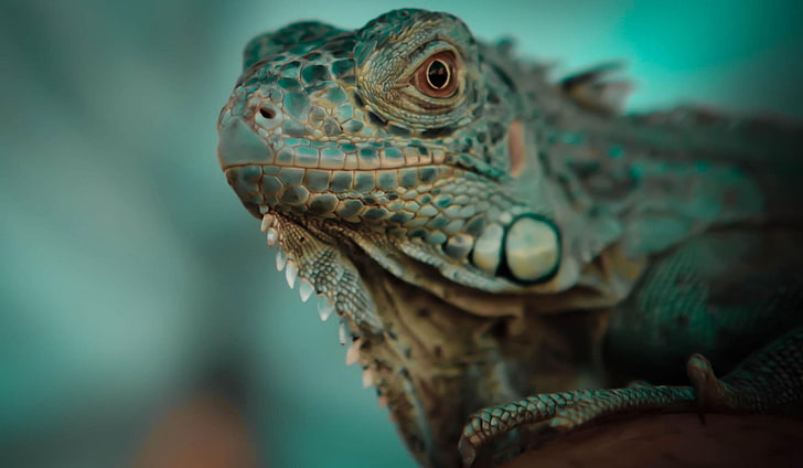hewan, reptil, iguana, Wallpaper HD