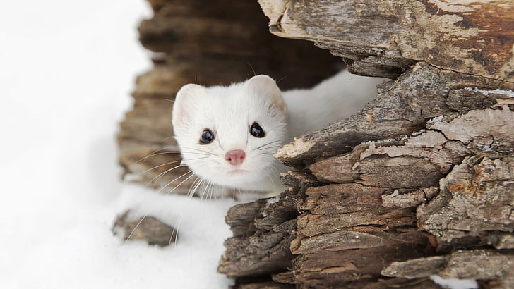 white rodent, Weasel, snow, landscape, wildlife, animals, HD wallpaper