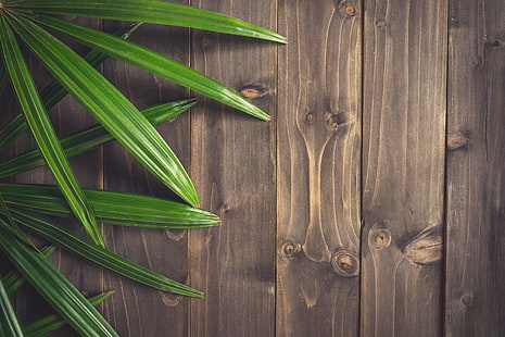 tanaman berdaun hijau, daun, latar belakang, pohon, papan, kayu, tekstur, Wallpaper HD HD wallpaper