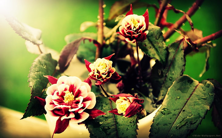 꽃, 식물, HD 배경 화면