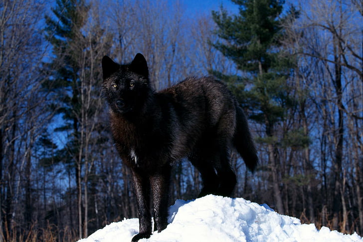 黒狼、赤狼、黒狼、山、狼、狼の子犬、葉、木、キツネ、動物、子犬、雪、 HDデスクトップの壁紙