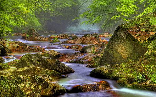 Скалистая река в лесу HD обои для рабочего стола фон HD обои 2560 × 1600, HD обои HD wallpaper