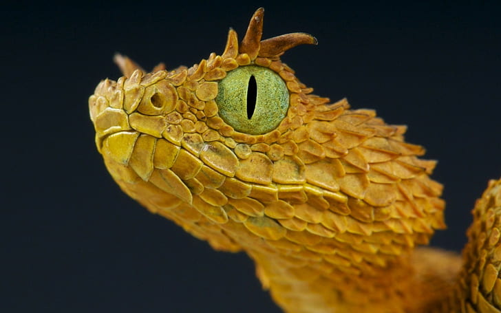 ular makro satwa liar mata ular kuning ular beludak, Wallpaper HD