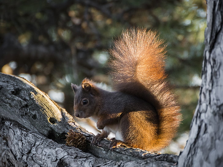 brown squirrel on tree branch in close-up photography, squirrel, tree, pine cone, bushy tail, HD wallpaper
