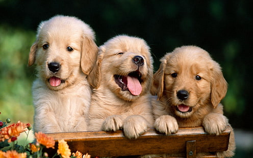 three golden Labrador retriever puppies, puppies, retrievers, three, cute, box, HD wallpaper HD wallpaper