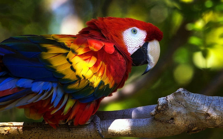 parrot, animals, macaws, birds, colorful, branch, HD wallpaper