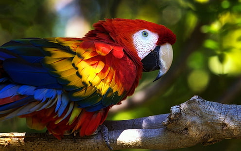 попугай, животные, ара, птицы, разноцветные, ветка, HD обои HD wallpaper