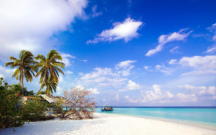 Плаж с палми-Лятни пейзажни тапети 0 .., зелени кокосови дървета, HD тапет