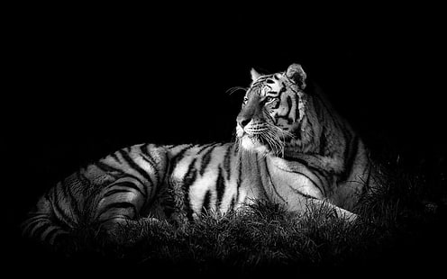 tiger, svartvit, djur, HD tapet HD wallpaper