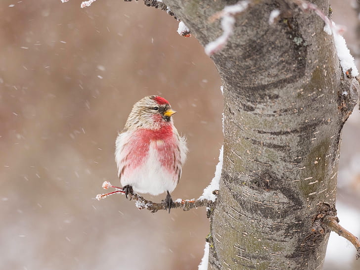 winter, snow, tree, bird, Tap dance, HD wallpaper