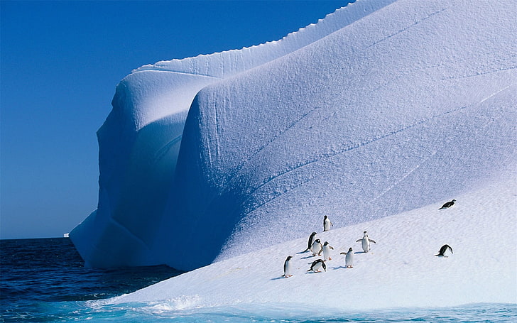 Fondo de pantalla de animales del pingüino del continente antártico 04, Fondo de pantalla HD