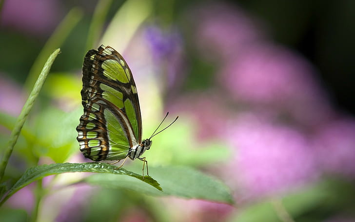 butterfly, plants, bokeh, insect, animals, HD wallpaper