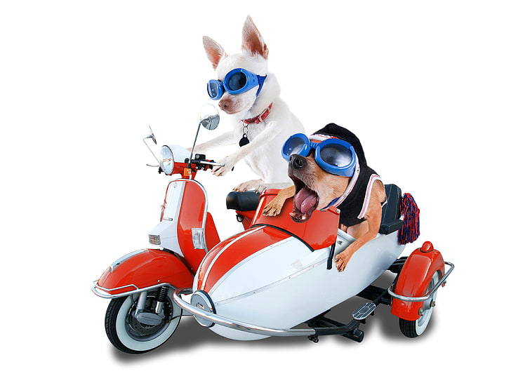 animals, background, chihuahua, dogs, Glasses, humor, Motorcyclist, Two, white, HD wallpaper