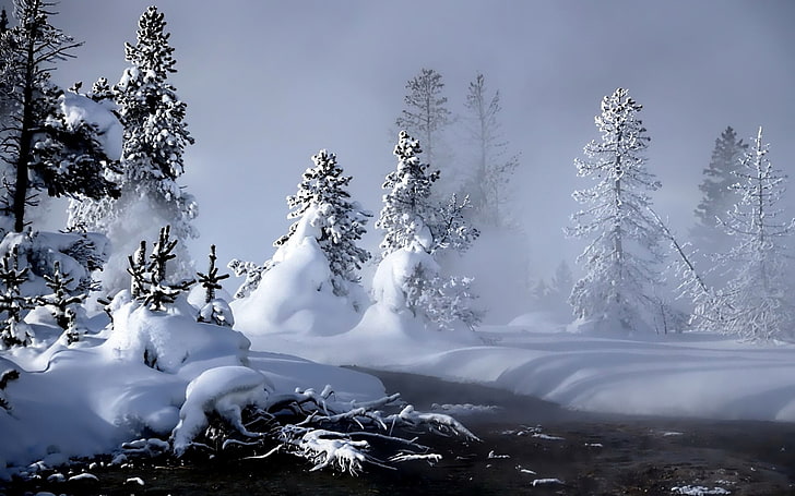 árboles nevados, invierno, río, evaporación, bosque, nieve, Fondo de pantalla HD