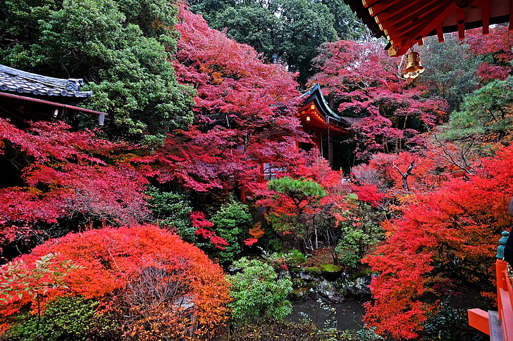 temple, autumn, japan, kyoto, HD wallpaper