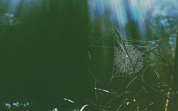 Spinne, Entsetzen, HD-Hintergrundbild