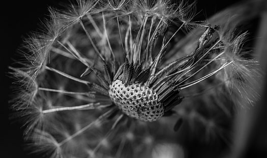 micro photography of Dandelion flower, Blown away, micro, photography, Dandelion, flower, A58, Attribution, White, Explore, exposure, Explored, Peace, Depth, Detail, Earth, Perspective, mechanism, Relative, Time, nature, seed, plant, close-up, macro, HD wallpaper HD wallpaper