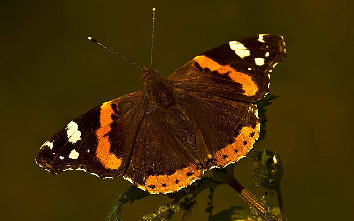 brown butterfly, butterfly, stripes, wings, dark, HD wallpaper