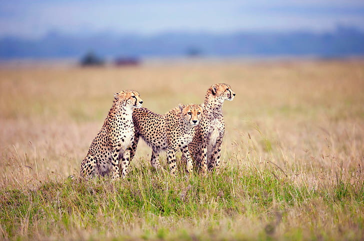 Cheetahs, wildlife, savanna, cheetah, animals, HD wallpaper