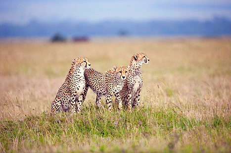 Gepardy, dzikie zwierzęta, sawanna, gepardy, zwierzęta, Tapety HD HD wallpaper