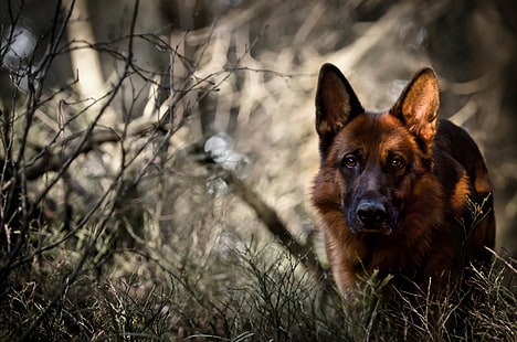 dog, animals, German Shepherd, HD wallpaper HD wallpaper