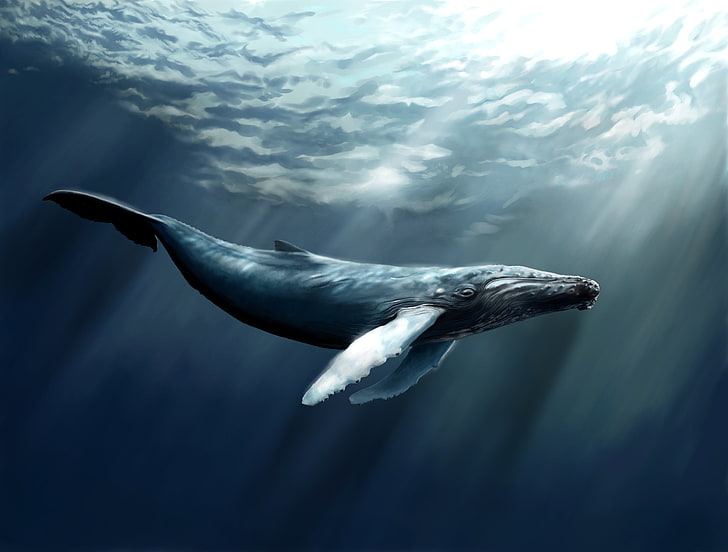 живопись серого кита, море, вода, рыба, арт, кит, кашалот, HD обои