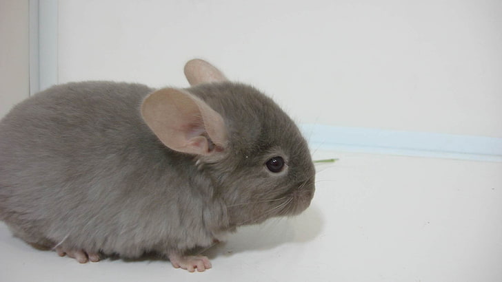 gray rabbit, chinchilla, animal, black, background, HD wallpaper