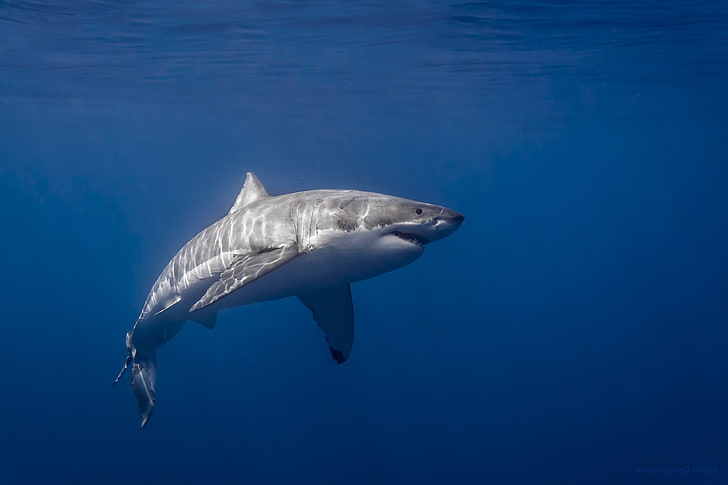 Большая белая акула, фотография, море, акула, солнечный свет, HD обои