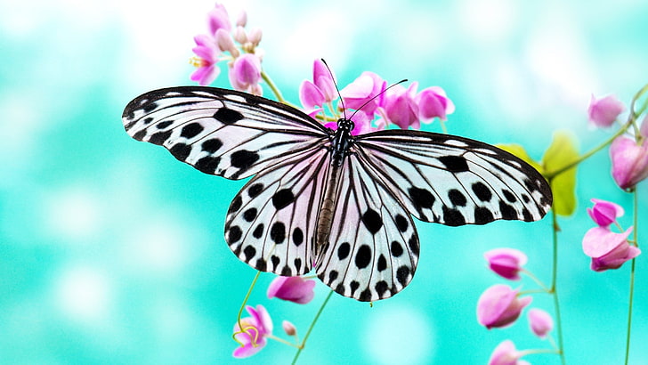 white and black butterfly  for laptop, HD wallpaper