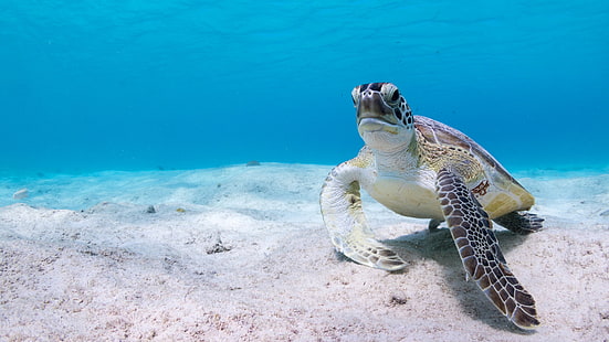 sea, water, background, blue, turtle, the bottom, underwater world, sea turtle, HD wallpaper HD wallpaper